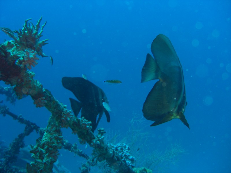 CIMG7381-Bats.JPG
