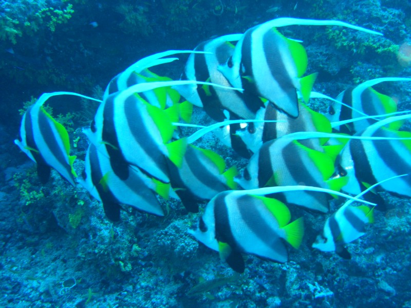 CIMG7269-Wimpelfisch Schwarm.JPG