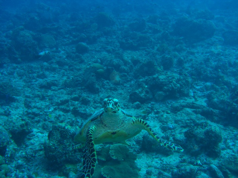 CIMG7318-Auf mich zuschwimmende Schildkröte.JPG