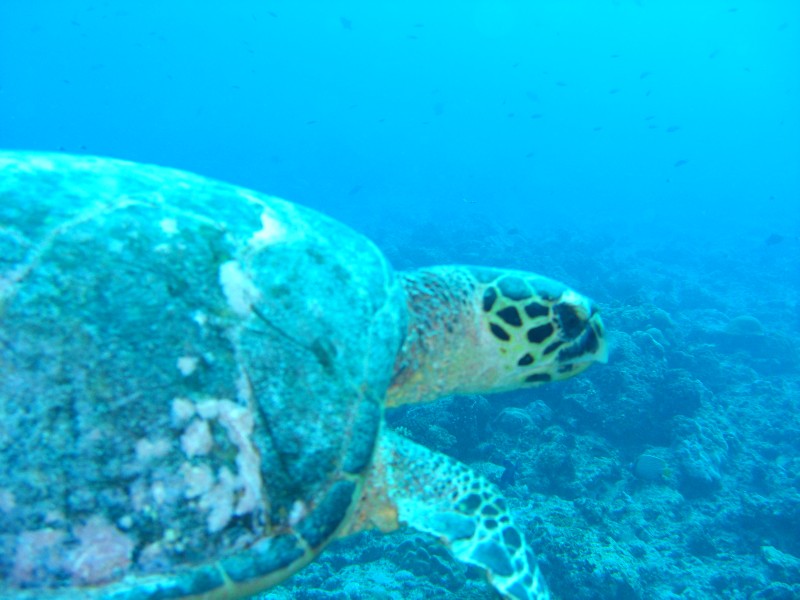 CIMG7319-Auf mich zuschwimmende Schildkröte.JPG