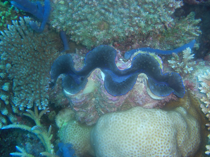 CIMG7696-Blaue Riesenmuschel.JPG