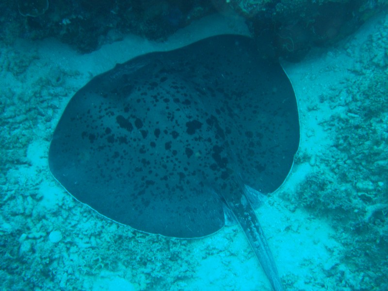 CIMG7567-Stachelrochen.JPG