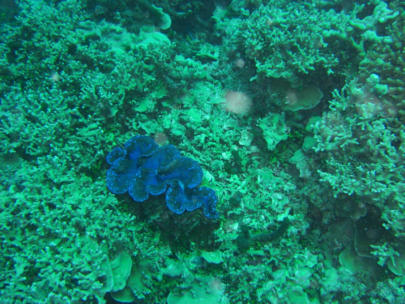 CIMG7187-Blaue Muschel.JPG