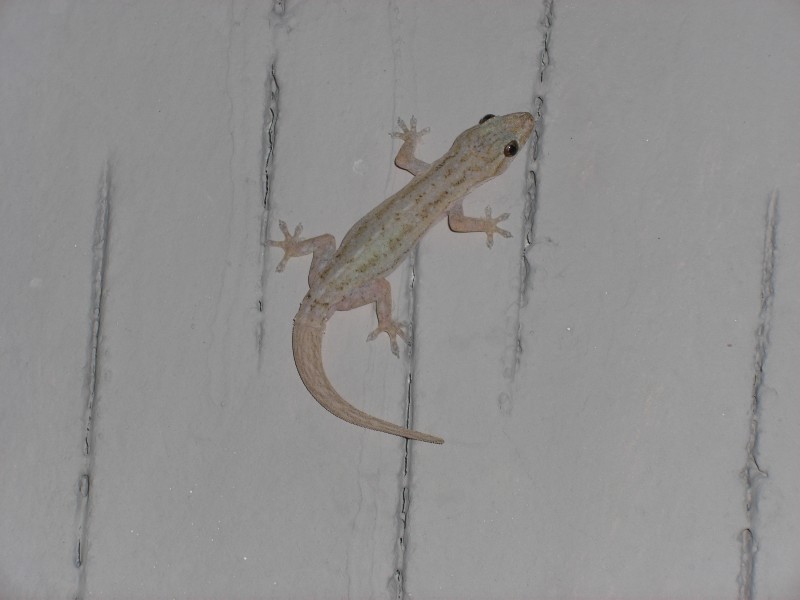 Gekko