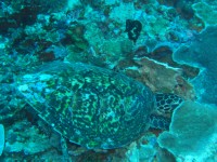 CIMG7355-Karettschildkröte.JPG