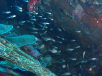 CIMG7379-Glasfische.JPG
