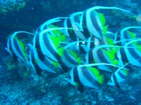 CIMG7269-Wimpelfisch Schwarm.JPG