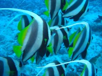 CIMG7295-Wimpelfisch Schwarm.JPG