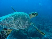 CIMG7320-Auf mich zuschwimmende Schildkröte.JPG