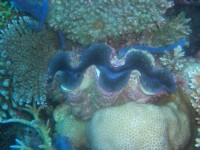 CIMG7696-Blaue Riesenmuschel.JPG