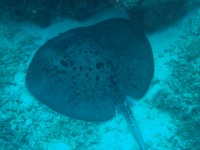 CIMG7567-Stachelrochen.JPG