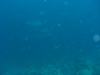 CIMG7863-Delphine.JPG