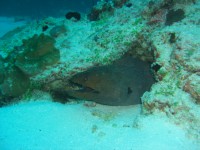 CIMG7762-Muräne.JPG