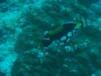 CIMG7803-Leopardendrückerfisch.JPG