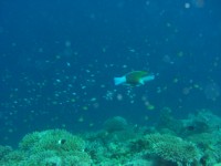 CIMG7230-Papageifisch.JPG