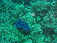 CIMG7187-Blaue Muschel.JPG