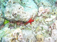 CIMG7226-Seestern.JPG