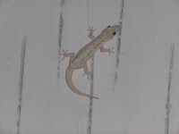 Gekko