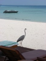 Fischreiher